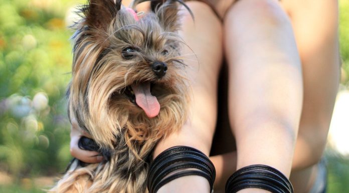 Care sunt cele mai dragute nume de cateluse?