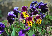 Cand se planteaza panselutele, cele mai comune flori din gradinile romanilor ?