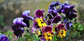 Cand se planteaza panselutele, cele mai comune flori din gradinile romanilor ?
