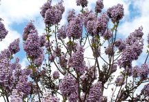 Cand se planteaza Paulownia si cum sa faci acest lucru?