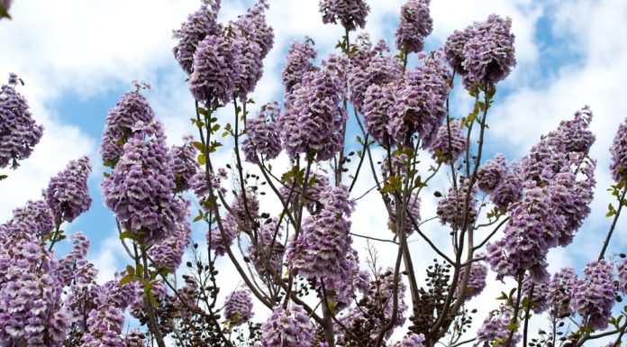 Cand se planteaza Paulownia si cum sa faci acest lucru?