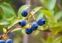 Cand se planteaza afinul si cum sa faci asta?