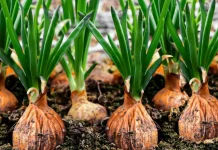 Cand se planteaza arpagicul toamna si cum sa faci asta?