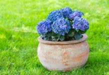Cand se planteaza hortensia in gradina ta?