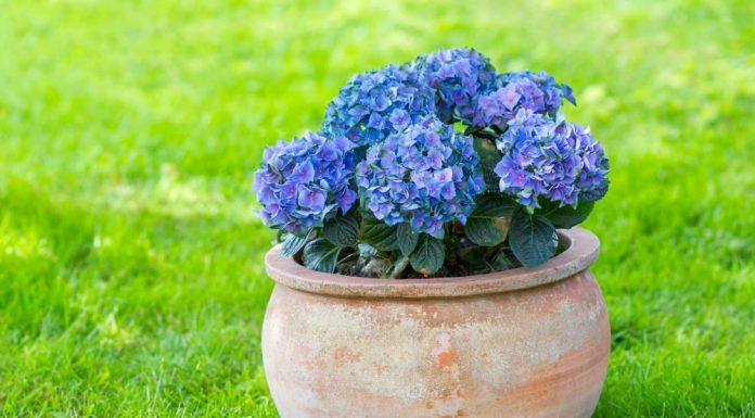 Cand se planteaza hortensia in gradina ta?
