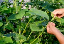 Cand se planteaza castravetii, care este cea mai buna perioada?