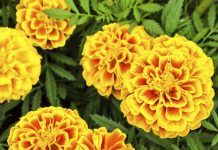 Cand se planteaza craitele si cum obtii rasadurile?