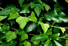 Cand se planteaza iedera si ce trebuie sa stii despre ingrijire?