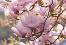 Cand se planteaza magnolia si cum sa faci acest lucru?