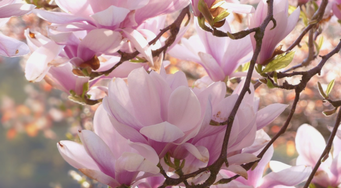 Cand se planteaza magnolia si cum sa faci acest lucru?