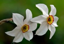 Cand se planteaza narcisele sau bulbii de narcise?