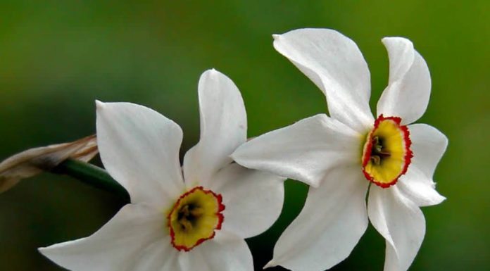 Cand se planteaza narcisele sau bulbii de narcise?