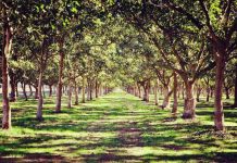 Cand se planteaza nucii si cum sa o faci folosind nuca pe post de samanta?