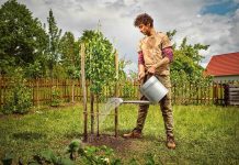 Cand se face plantarea pomilor fructiferi toamna?