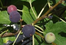 Cand se planteaza smochinul si in ce zone din Romania?