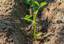 Plantare trandafiri primavara. Cand este cea mai buna perioada?