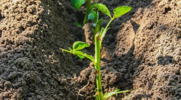 Plantare trandafiri primavara. Cand este cea mai buna perioada?