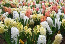 Cand se planteaza zambilele si cum sa ingrijesti aceste flori?