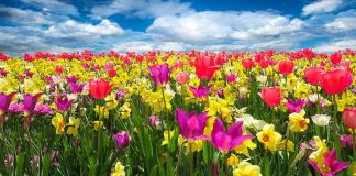 Cand se scot plantele afara primavara. De la ce temperaturi?