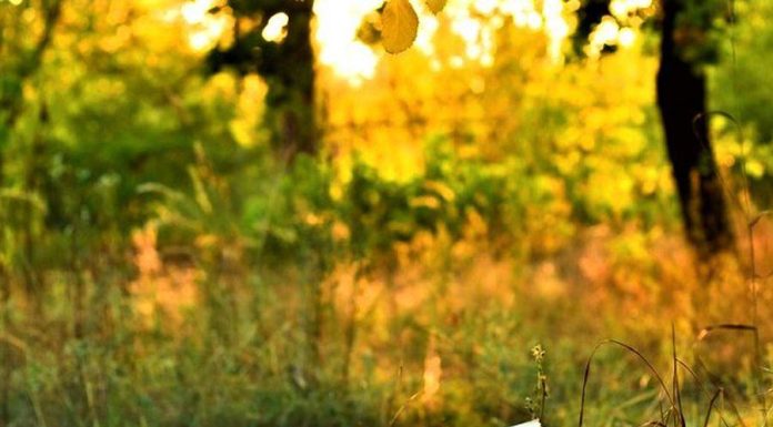 Care sunt cele mai cunoscute poezii despre natura?