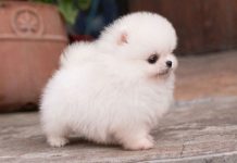 Cum sa ingrijesti un pomeranian boo?