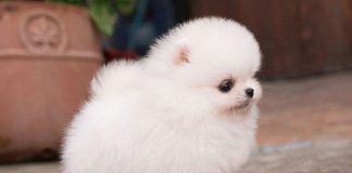 Cum sa ingrijesti un pomeranian boo?