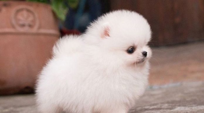 Cum sa ingrijesti un pomeranian boo?