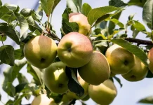 Cand se planteaza pomii fructiferi si ce trebuie sa stii?