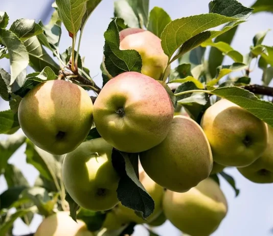 Cand se planteaza pomii fructiferi si ce trebuie sa stii?