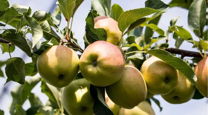 Cand se planteaza pomii fructiferi si ce trebuie sa stii?