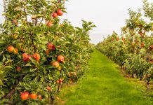 Cand se taie pomii fructiferi in functie de specie?