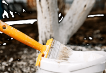 Cand se varuiesc pomii fructiferi din gradina ta?