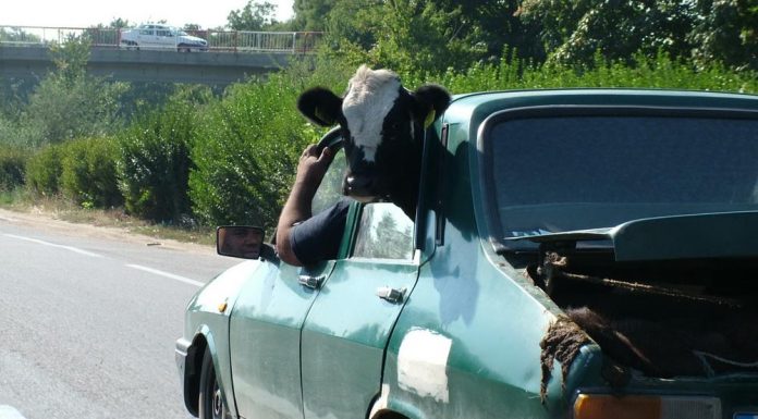 Poze amuzante: Care sunt cele mai haioase poze?