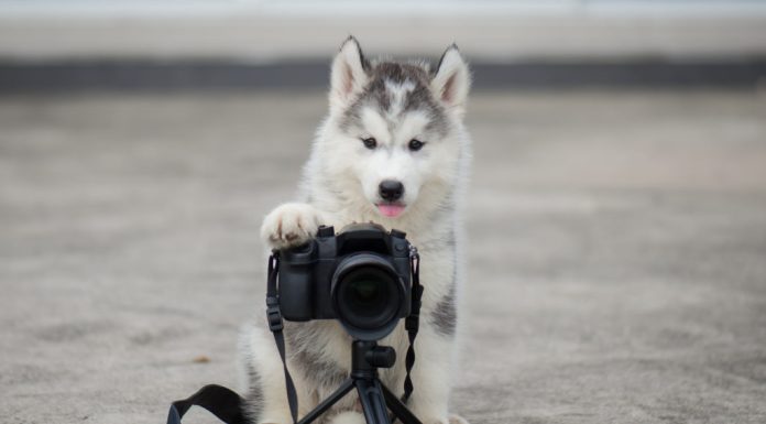 Care sunt cele mai frumoase poze cu catei?