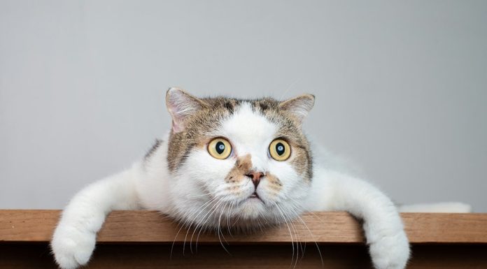 Care sunt cele mai misto poze cu pisici amuzante?