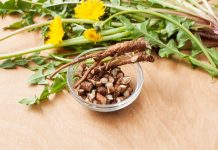 Cand se recolteaza radacina de papadie si la ce este buna?