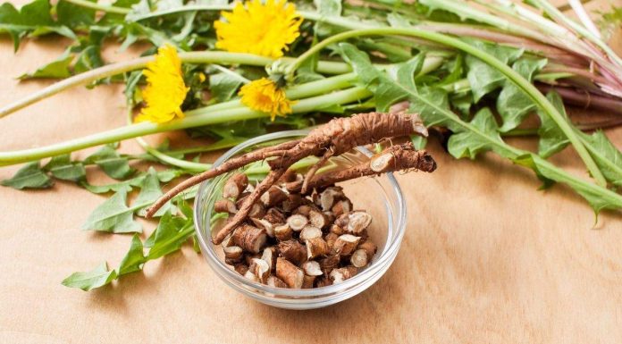 Cand se recolteaza radacina de papadie si la ce este buna?