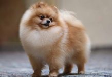 Ce trebuie sa stii despre rasa de caine pomeranian?