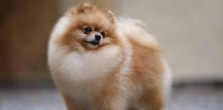 Ce trebuie sa stii despre rasa de caine pomeranian?