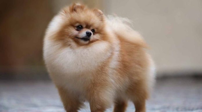 Ce trebuie sa stii despre rasa de caine pomeranian?