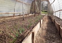 Cand se planteaza rasadurile in solar. Sfaturi pentru incepatori?