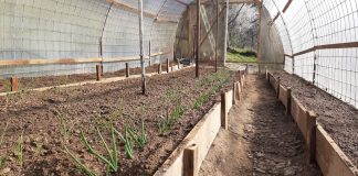 Cand se planteaza rasadurile in solar. Sfaturi pentru incepatori?