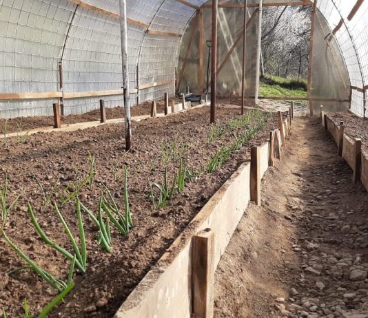 Cand se planteaza rasadurile in solar. Sfaturi pentru incepatori?