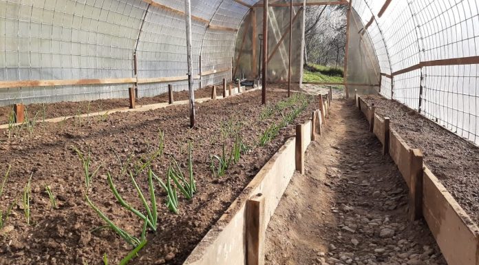 Cand se planteaza rasadurile in solar. Sfaturi pentru incepatori?