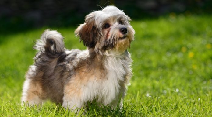 Care sunt cei mai frumosi catei mici?