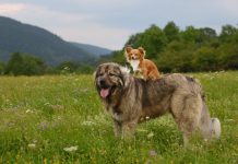 Care sunt cele mai intalnite rase de caini mari?