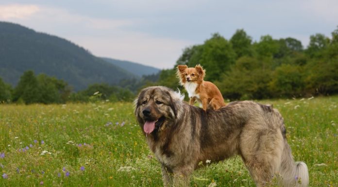 Care sunt cele mai intalnite rase de caini mari?