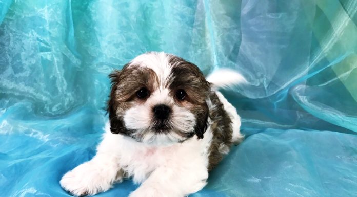 Care sunt cei mai frumosi catei mici?