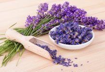 Cand se recolteaza lavanda si care este cel mai bun interval orar?