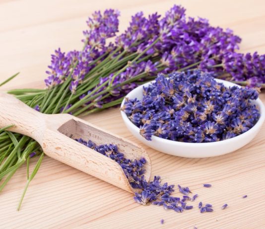 Cand se recolteaza lavanda si care este cel mai bun interval orar?